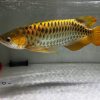 24k Golden Crossback Arowana