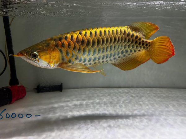 24k Golden Crossback Arowana
