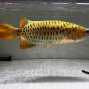 24k full helmet arowana