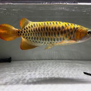 24k full helmet arowana