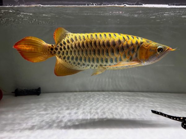 24k full helmet arowana