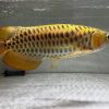 24k gold arowana for sale