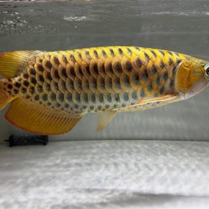 24k gold arowana for sale
