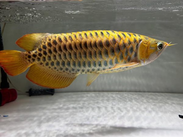 24k gold arowana for sale
