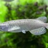 African arowana for sale