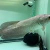 African arowana for sale