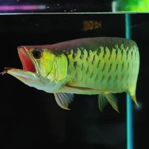 green arowana