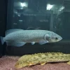 African Arowana