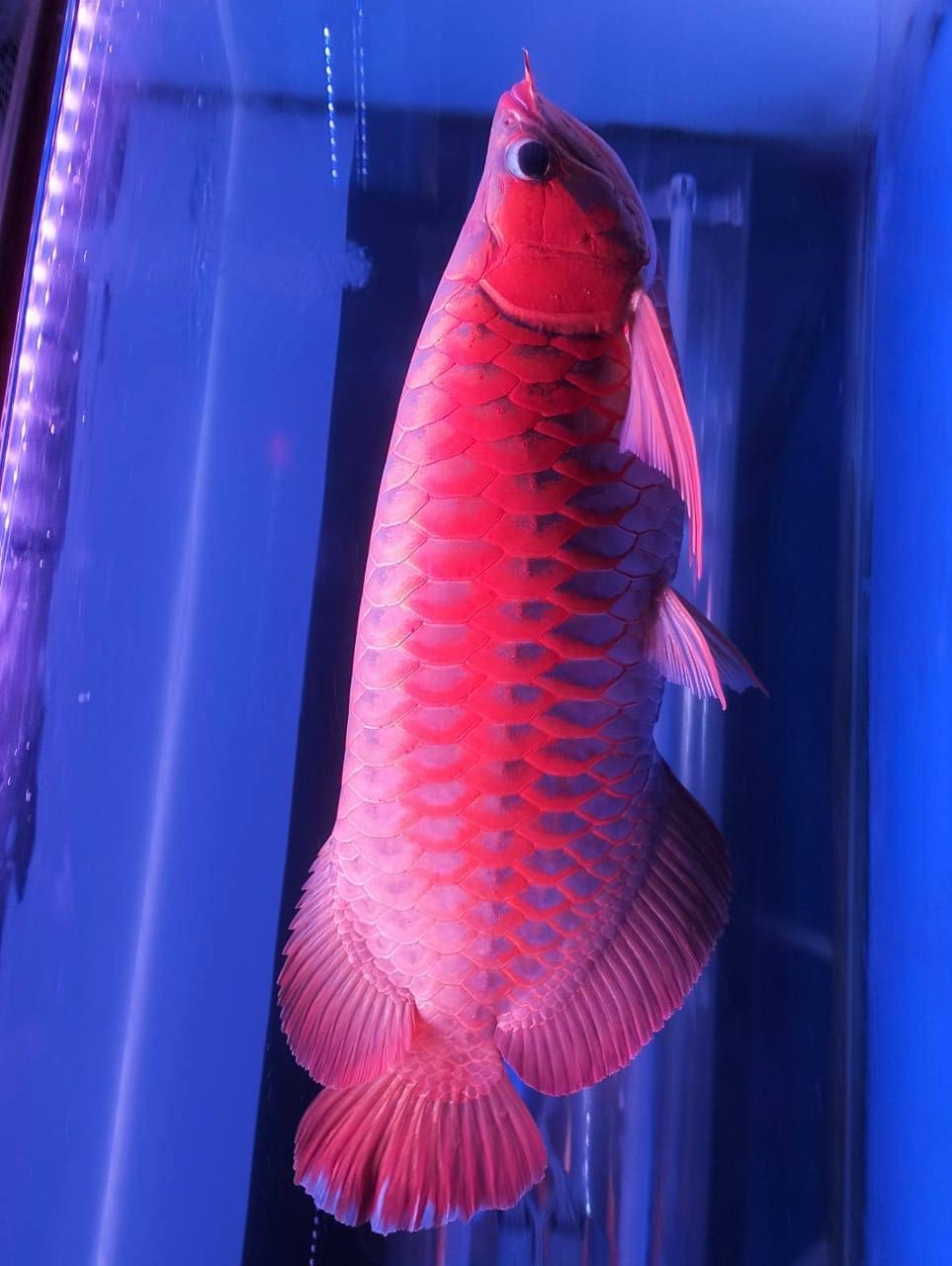 red arowana fish for sale in usa