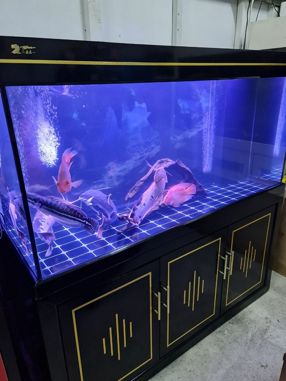 used aquariums for sale