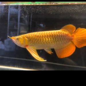 gold arowana fish