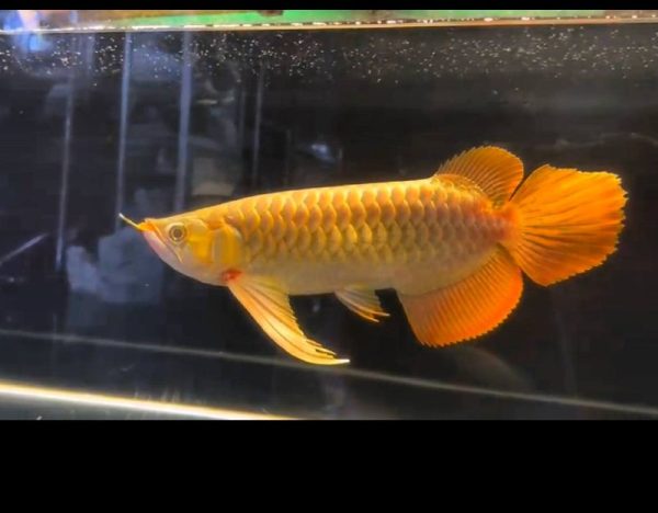 gold arowana fish