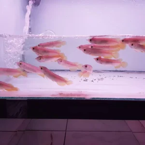 Banjar Red Arowana