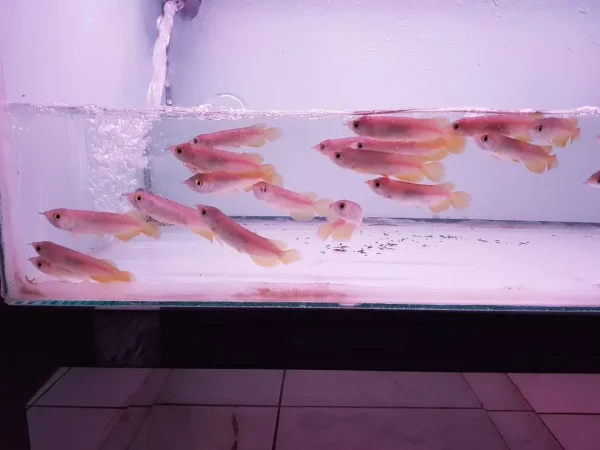 Banjar Red Arowana