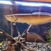 buy silver arowana online
