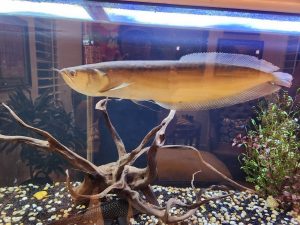 buy silver arowana online
