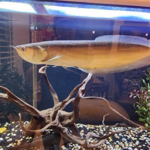 buy silver arowana online