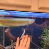 large silver arowana for sale