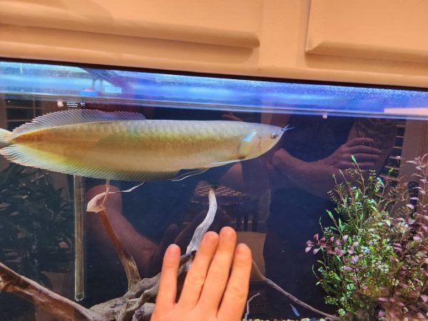 large silver arowana for sale