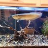 silver arowana cost