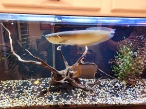 silver arowana cost
