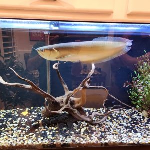 silver arowana cost