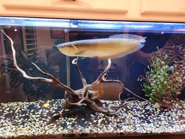 silver arowana cost