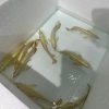 24k crossback arowana