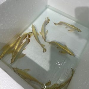 24k crossback arowana