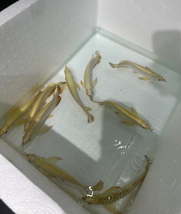 24k crossback arowana