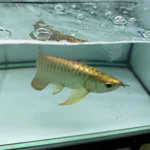 24k full helmet arowana