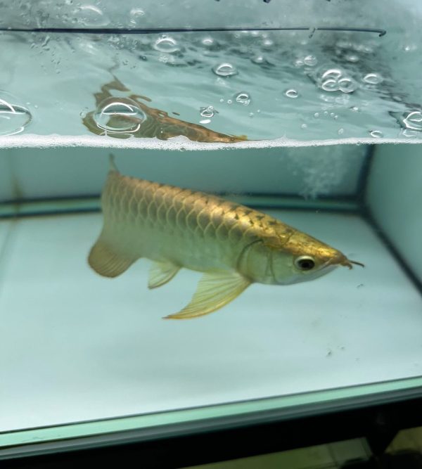24k full helmet arowana