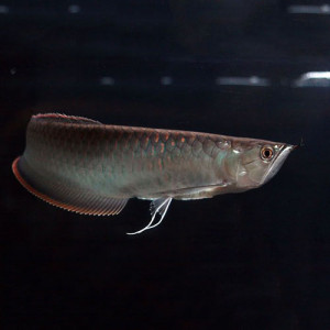 Black Arowana