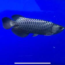 arowana type