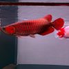 Blood Red Arowana
