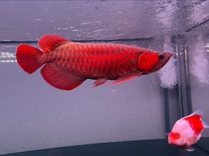 むぎ出品 #POLYPTERUS #RED AROWANA blood red arowana - Arowana Fish Store