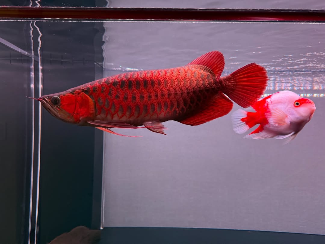 blood red arowana - Arowana Fish Store