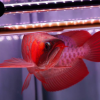 Blood red arowana