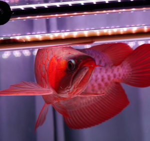 Blood red arowana