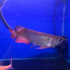 Electric BlueBase For Sale