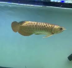 golden arowana price