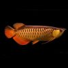 Golden Arowana