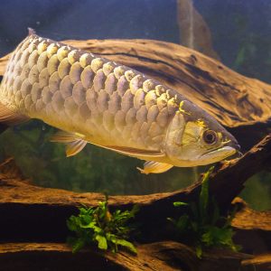 Golden Arowana