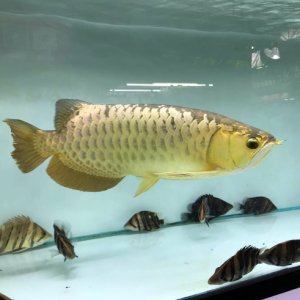 Golden Arowana Price