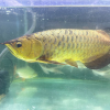 Golden Helmet CrossBack Arowana