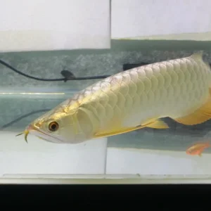 Life span of golden arowana fish