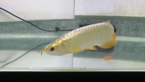 Life span of golden arowana fish
