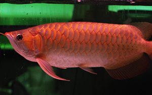 blood red arowana fish