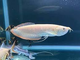 different types of arowana