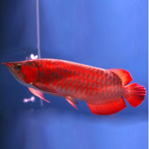 blood red arowana